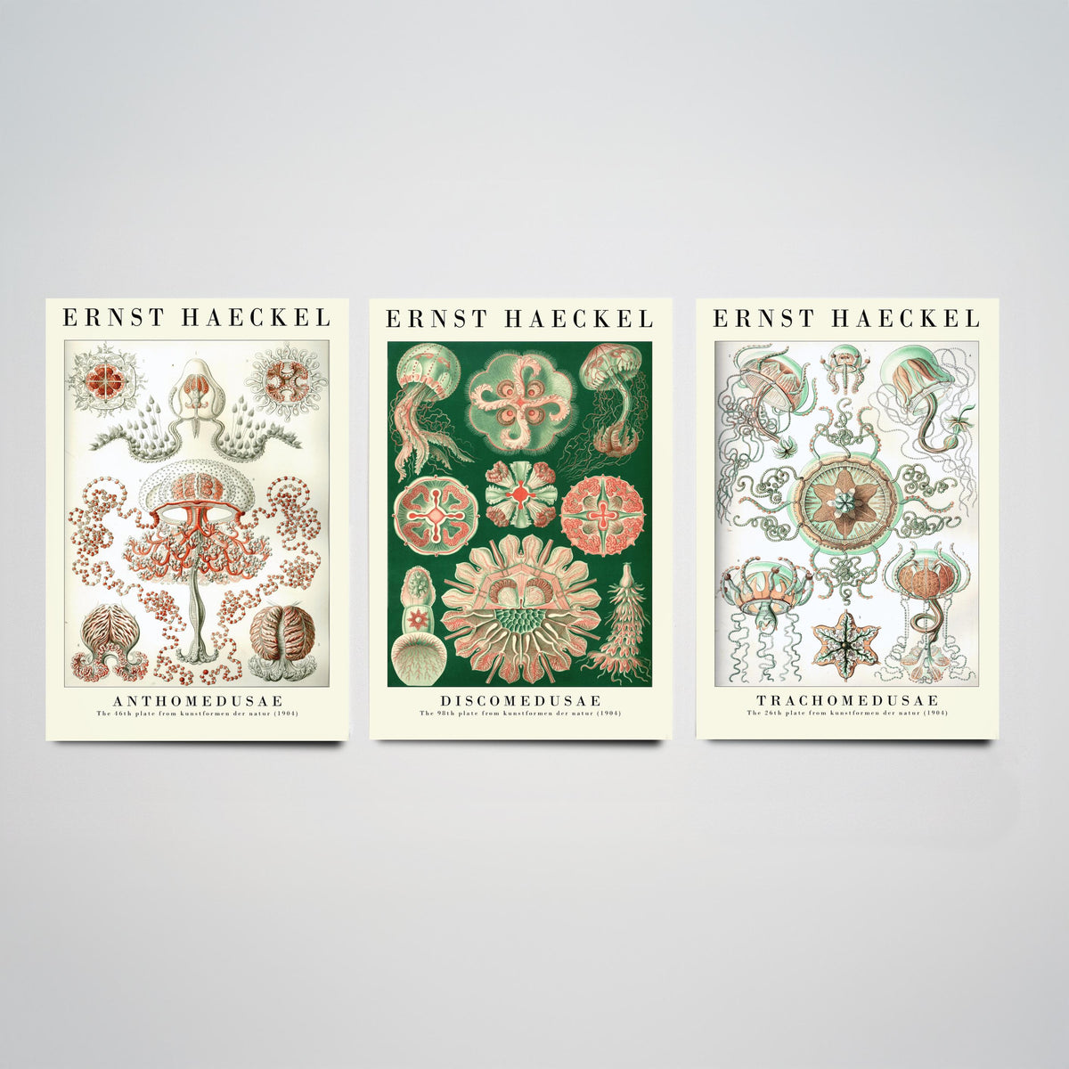 Ernst Haeckel Set of Three Art Prints - 3 Jellyfish Anthomedusae Discomedusae Trachomedusae Posters - Vintage Wall Art Illustration