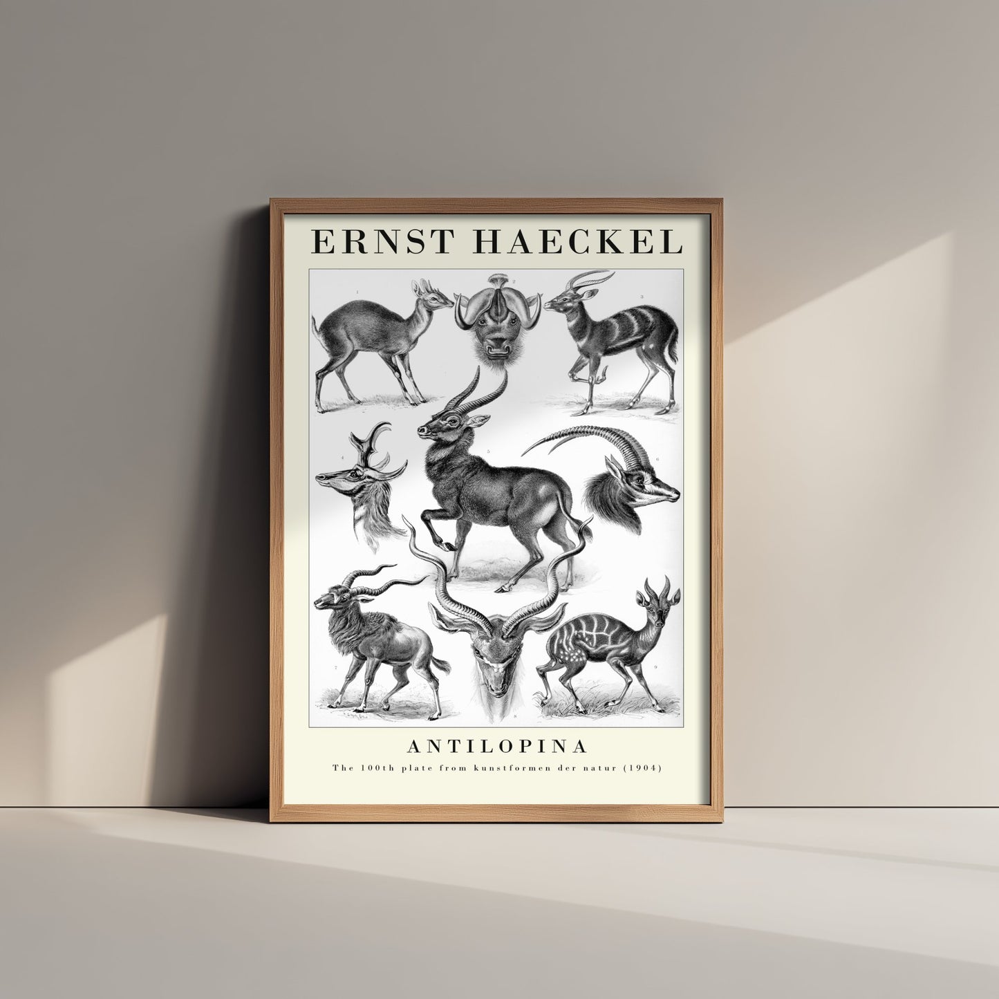 Antelope Art Print - Ernst Haeckel Poster - Antilopina Plate 100 - Art Forms in Nature Vintage Illustration