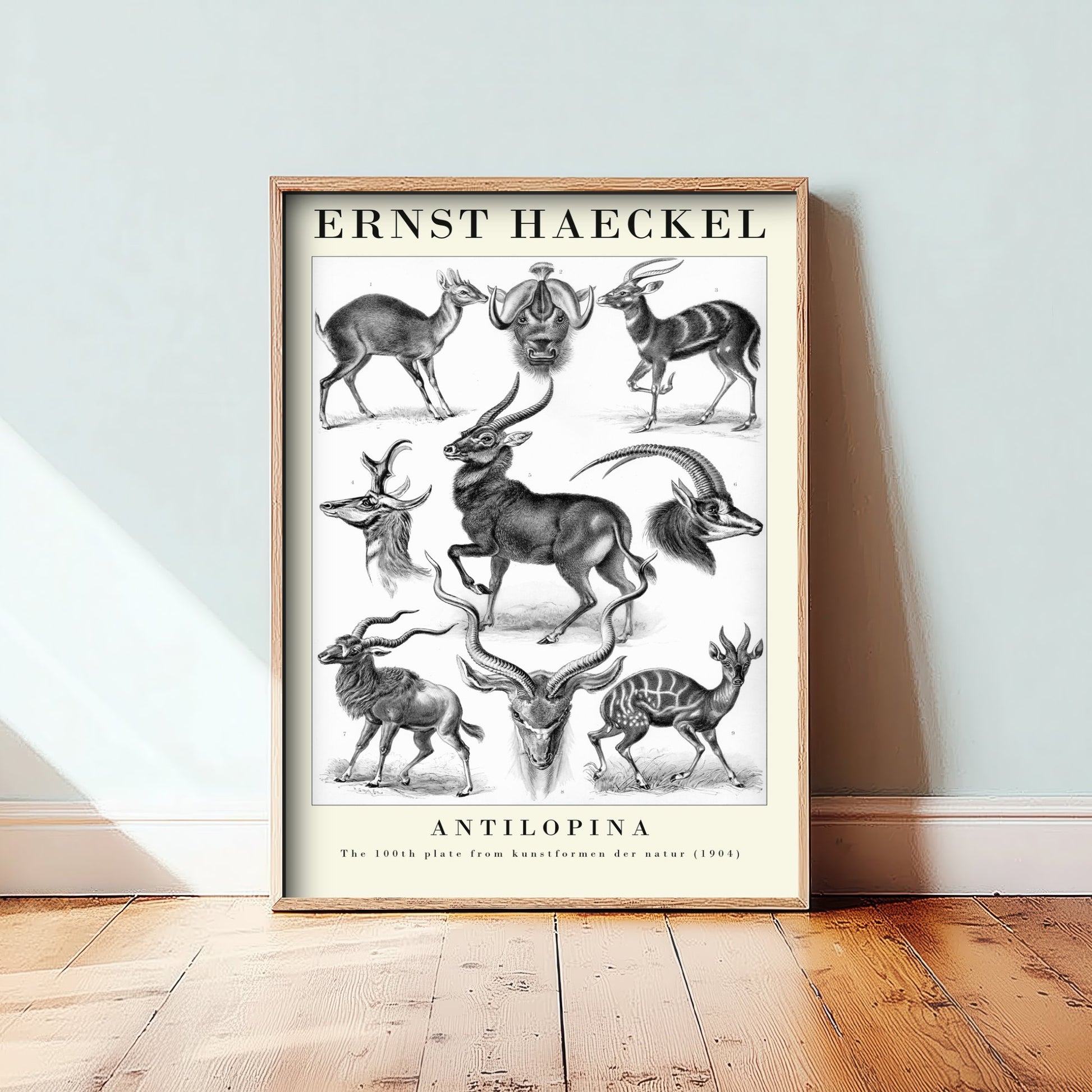 Antelope Art Print - Ernst Haeckel Poster - Antilopina Plate 100 - Art Forms in Nature Vintage Illustration