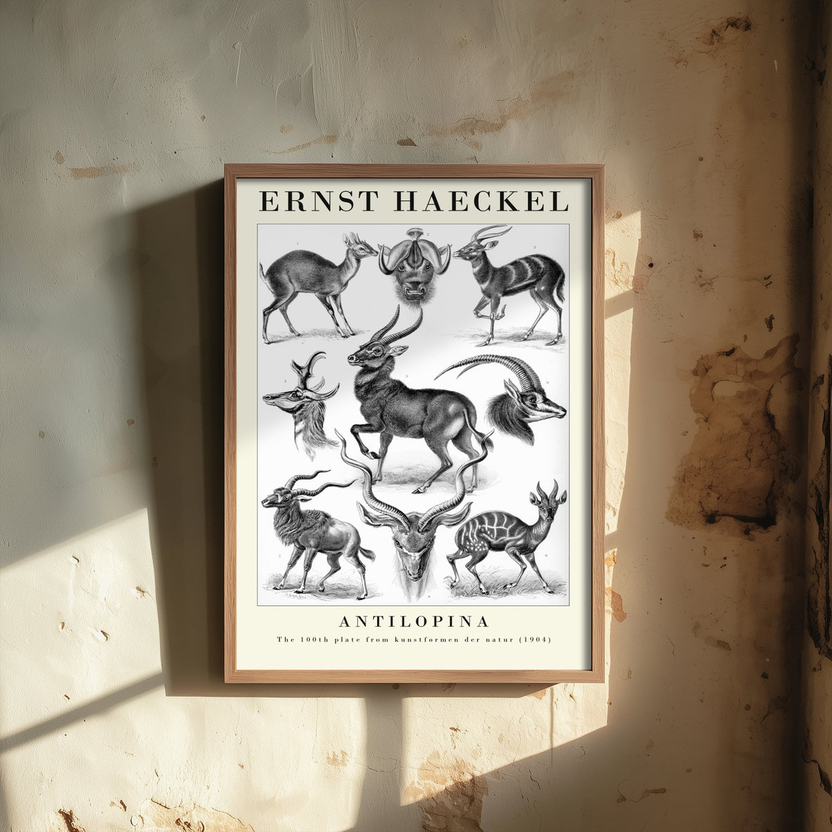 Antelope Art Print - Ernst Haeckel Poster - Antilopina Plate 100 - Art Forms in Nature Vintage Illustration