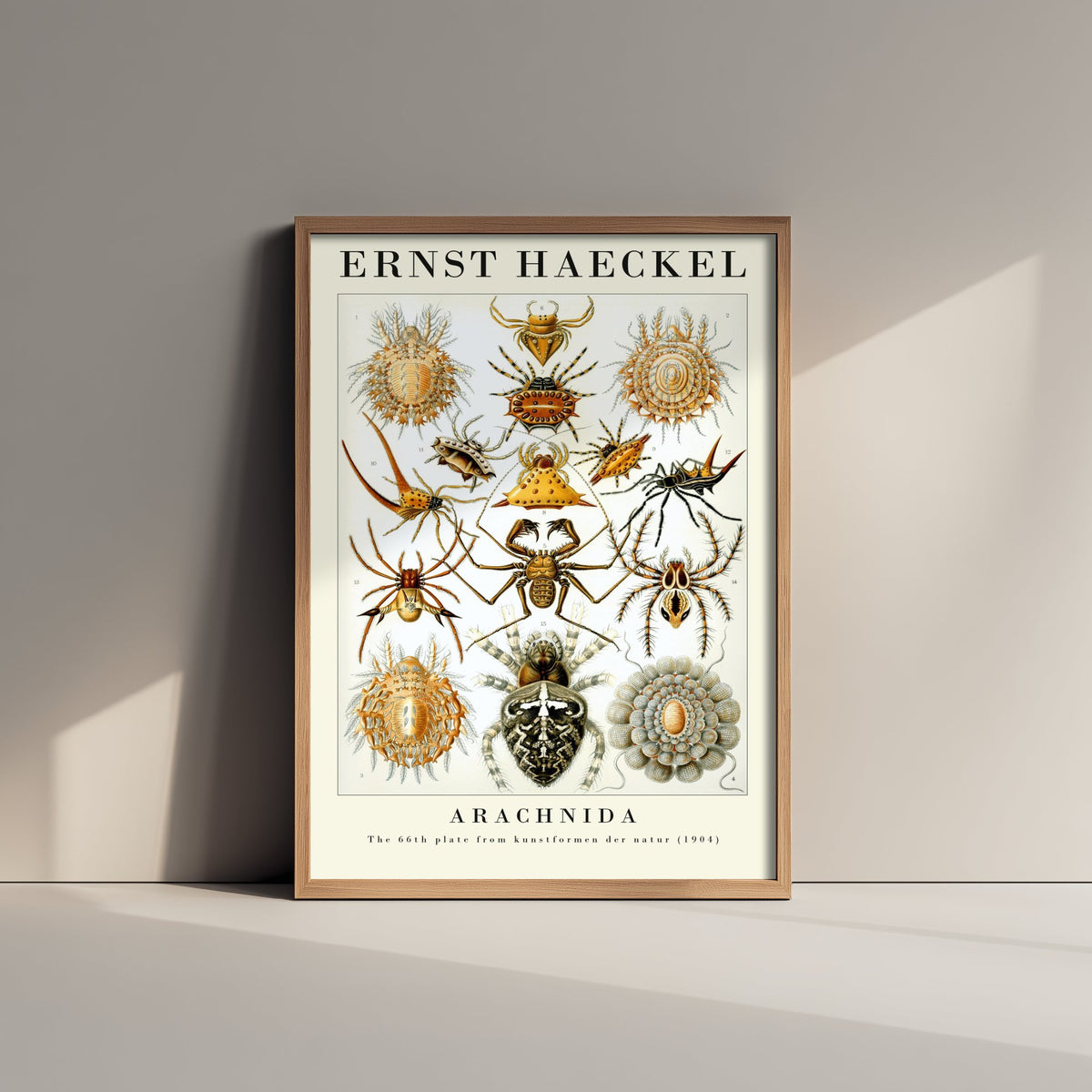 Spiders Art Print - Ernst Haeckel Poster - Arachnida Plate 66 - Art Forms in Nature Vintage Illustration