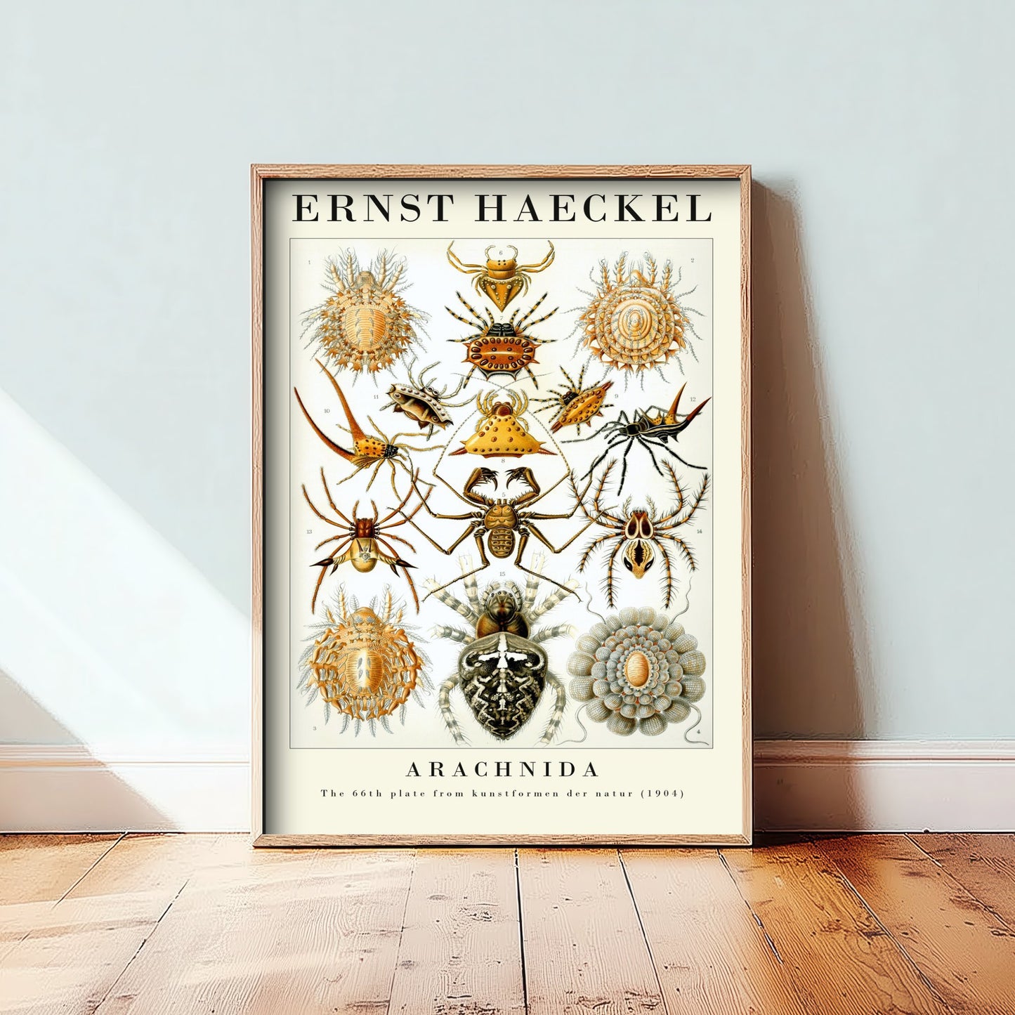 Spiders Art Print - Ernst Haeckel Poster - Arachnida Plate 66 - Art Forms in Nature Vintage Illustration