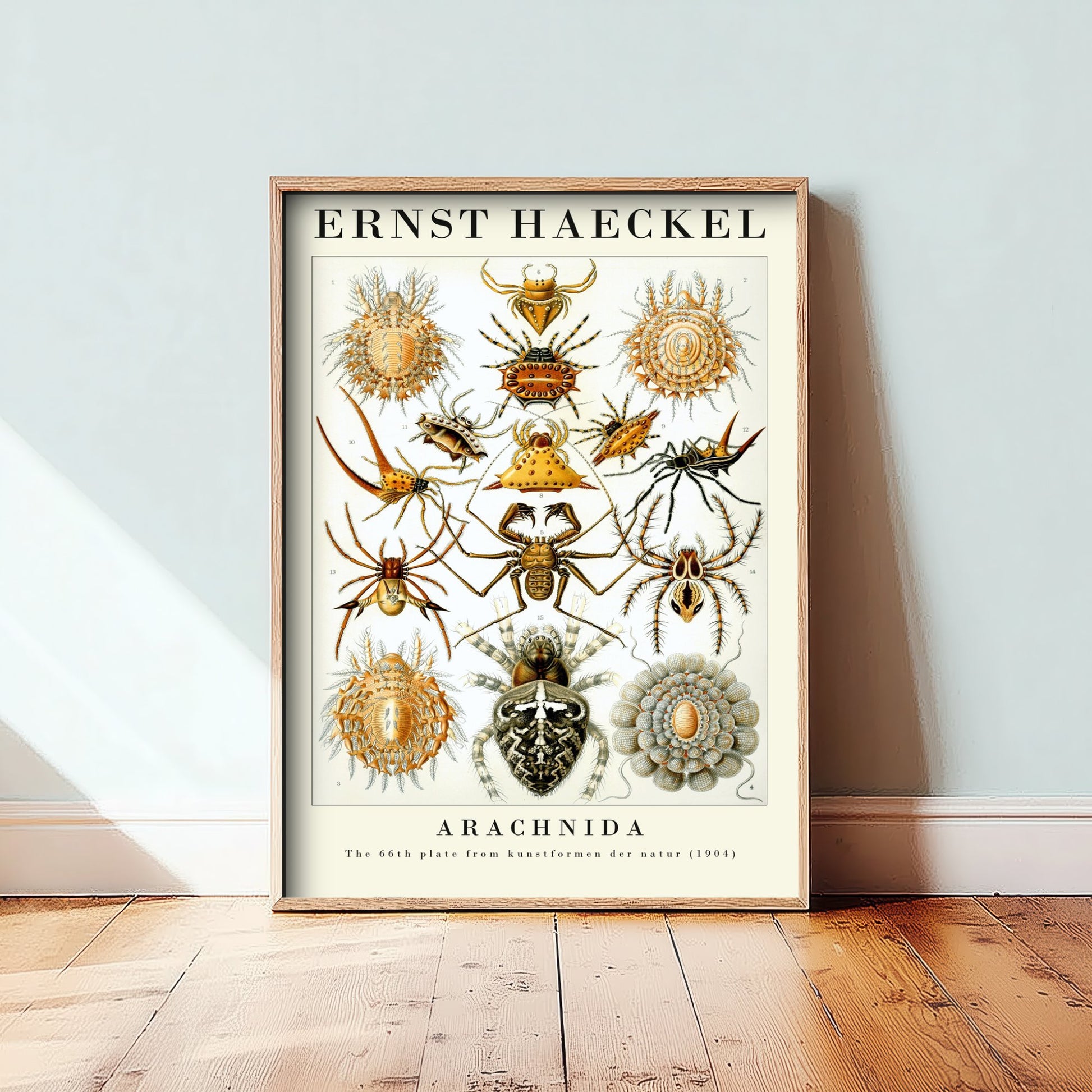 Spiders Art Print - Ernst Haeckel Poster - Arachnida Plate 66 - Art Forms in Nature Vintage Illustration