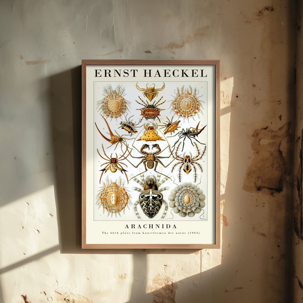 Spiders Art Print - Ernst Haeckel Poster - Arachnida Plate 66 - Art Forms in Nature Vintage Illustration