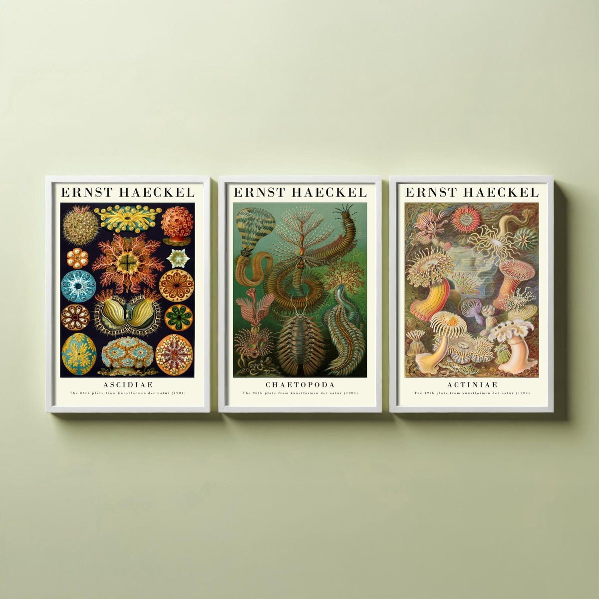 Ernst Haeckel Set of Three Gallery Art Prints - 3 Sea Squirt Bristle Worm Sea Anemone Posters - Vintage Natural History Illustration
