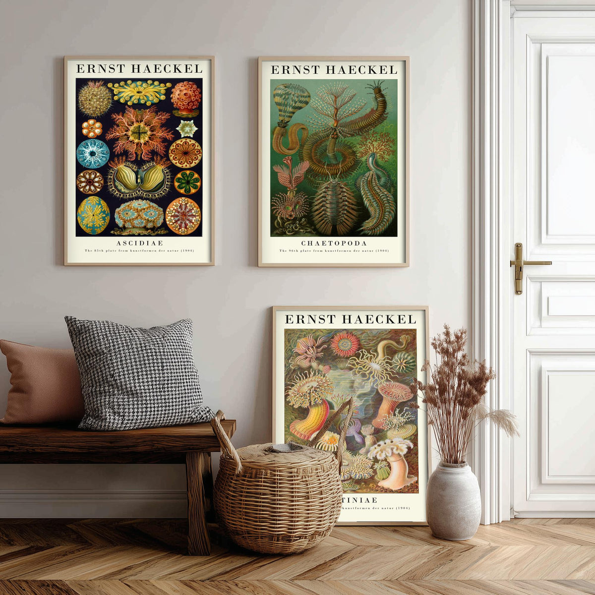 Ernst Haeckel Set of Three Gallery Art Prints - 3 Sea Squirt Bristle Worm Sea Anemone Posters - Vintage Natural History Illustration