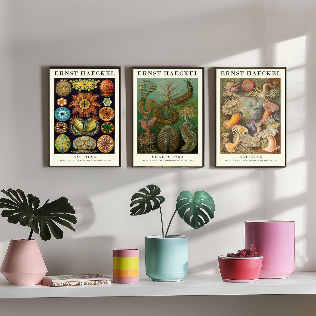 Ernst Haeckel Set of Three Gallery Art Prints - 3 Sea Squirt Bristle Worm Sea Anemone Posters - Vintage Natural History Illustration