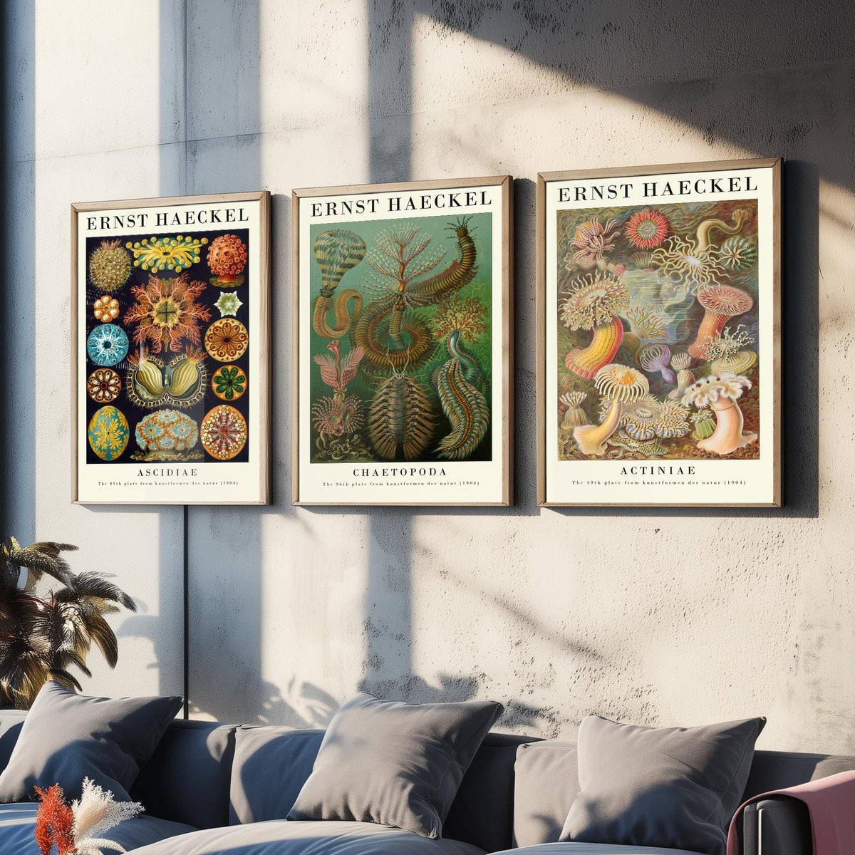 Ernst Haeckel Set of Three Gallery Art Prints - 3 Sea Squirt Bristle Worm Sea Anemone Posters - Vintage Natural History Illustration