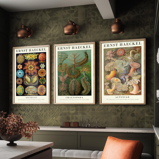 Ernst Haeckel Set of Three Gallery Art Prints - 3 Sea Squirt Bristle Worm Sea Anemone Posters - Vintage Natural History Illustration