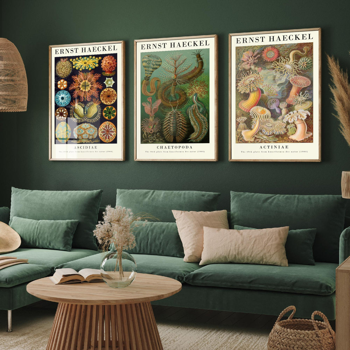 Ernst Haeckel Set of Three Gallery Art Prints - 3 Sea Squirt Bristle Worm Sea Anemone Posters - Vintage Natural History Illustration