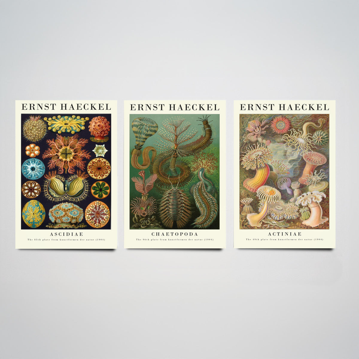 Ernst Haeckel Set of Three Gallery Art Prints - 3 Sea Squirt Bristle Worm Sea Anemone Posters - Vintage Natural History Illustration
