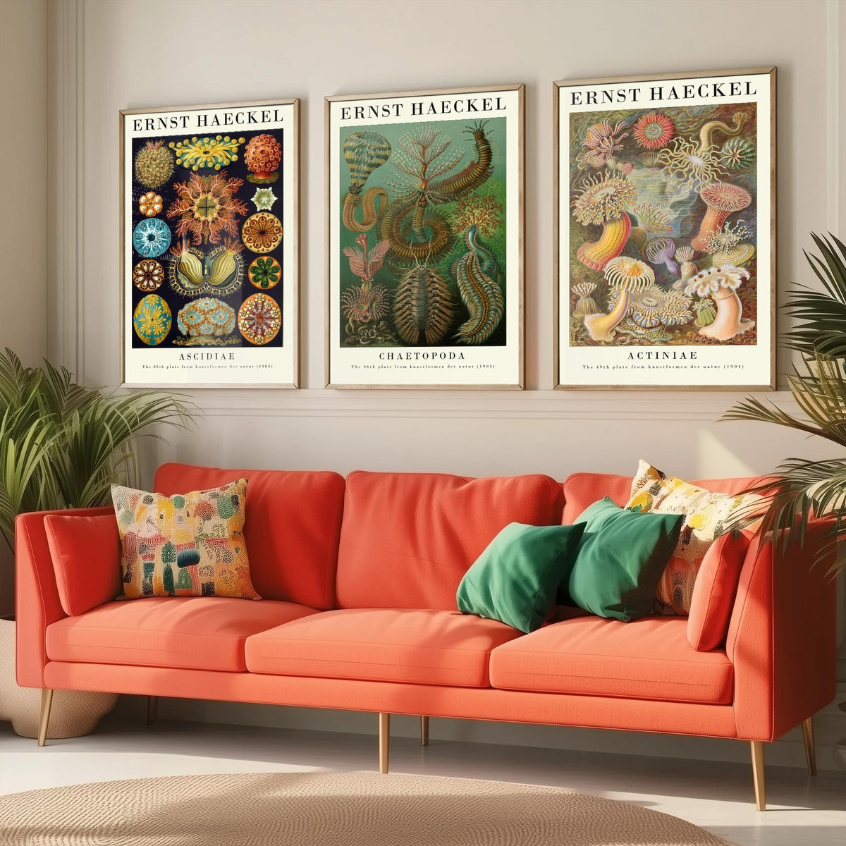Ernst Haeckel Set of Three Gallery Art Prints - 3 Sea Squirt Bristle Worm Sea Anemone Posters - Vintage Natural History Illustration