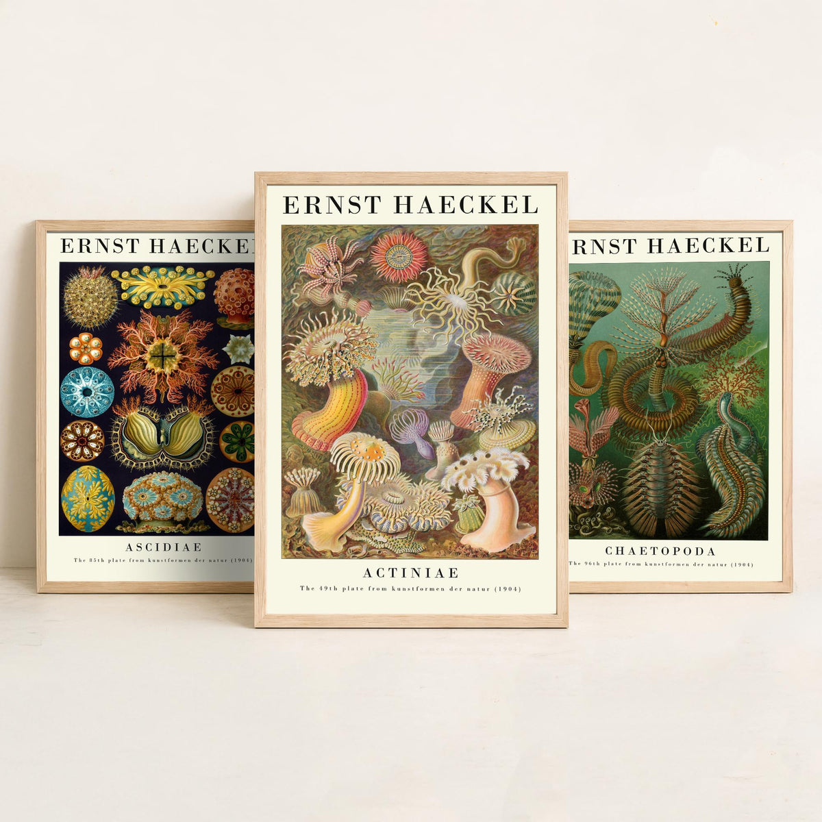 Ernst Haeckel Set of Three Gallery Art Prints - 3 Sea Squirt Bristle Worm Sea Anemone Posters - Vintage Natural History Illustration