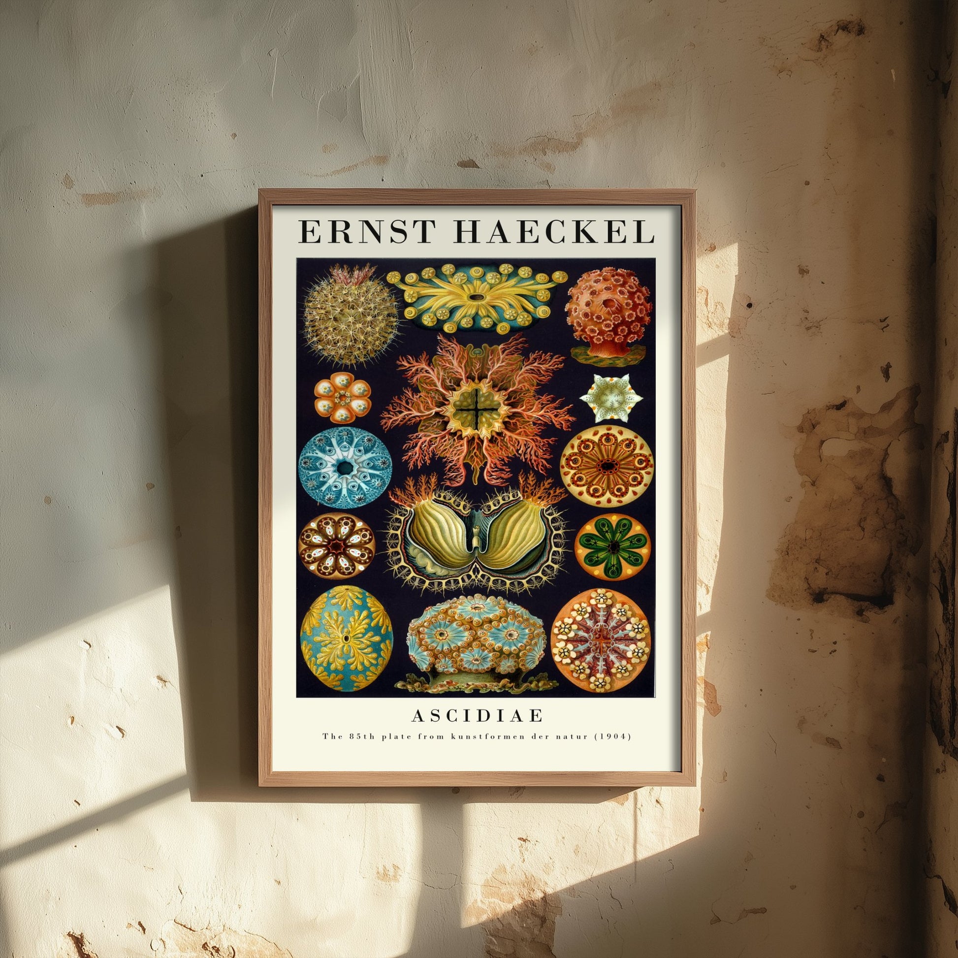 Sea Squirts Art Print - Ernst Haeckel Poster - Ascidiae Tunicates Plate 85 - Art Forms in Nature Illustration