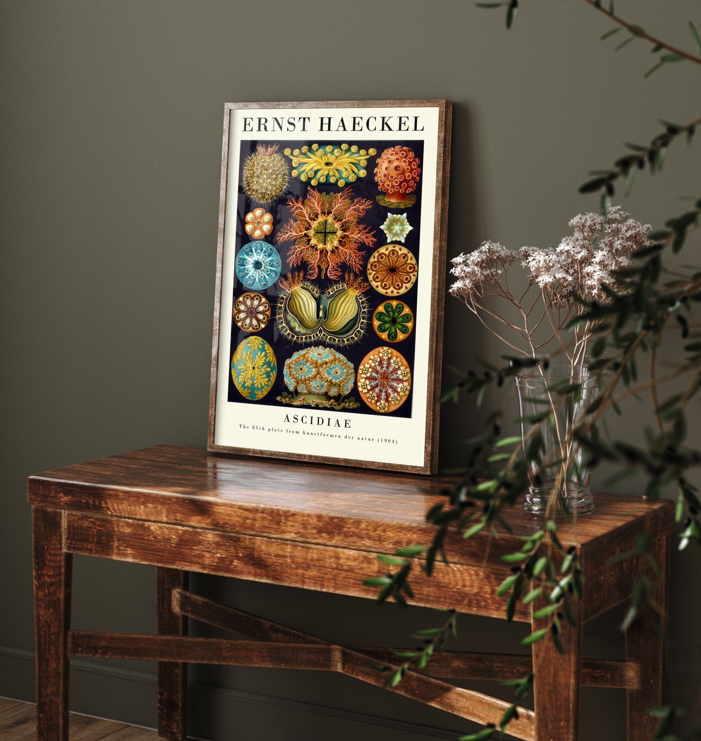 Sea Squirts Art Print - Ernst Haeckel Poster - Ascidiae Tunicates Plate 85 - Art Forms in Nature Illustration