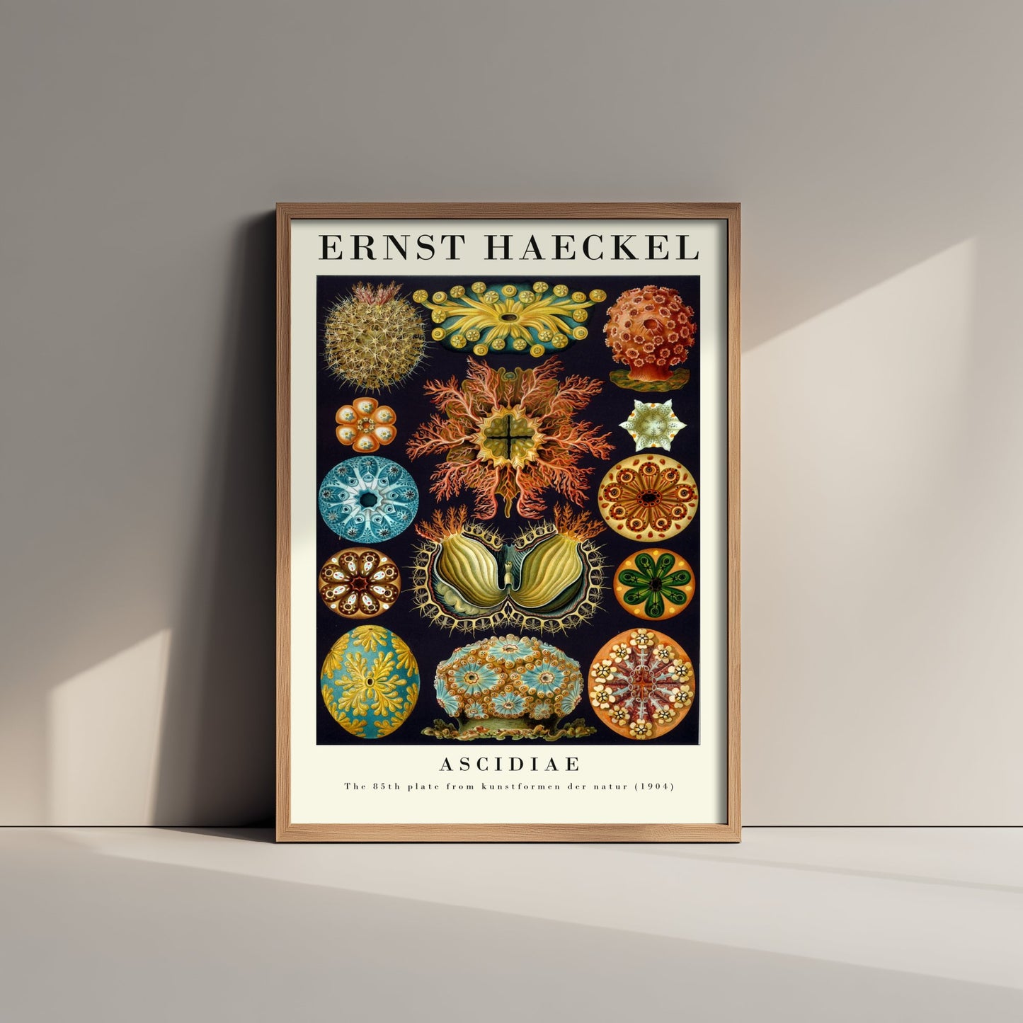 Sea Squirts Art Print - Ernst Haeckel Poster - Ascidiae Tunicates Plate 85 - Art Forms in Nature Illustration