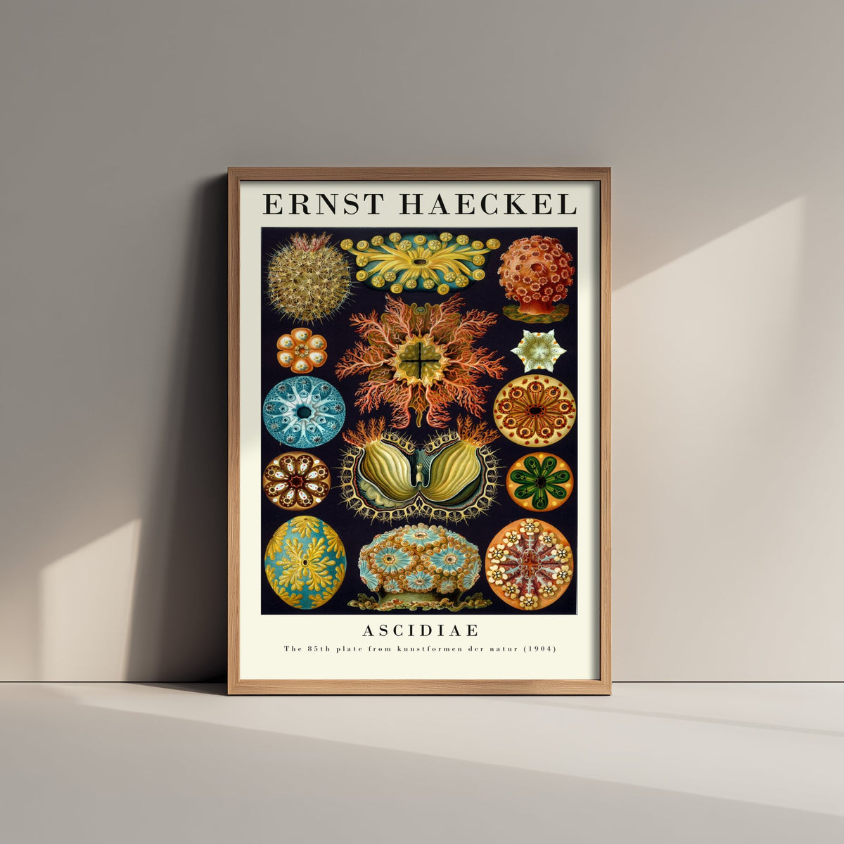 Sea Squirts Art Print - Ernst Haeckel Poster - Ascidiae Tunicates Plate 85 - Art Forms in Nature Illustration