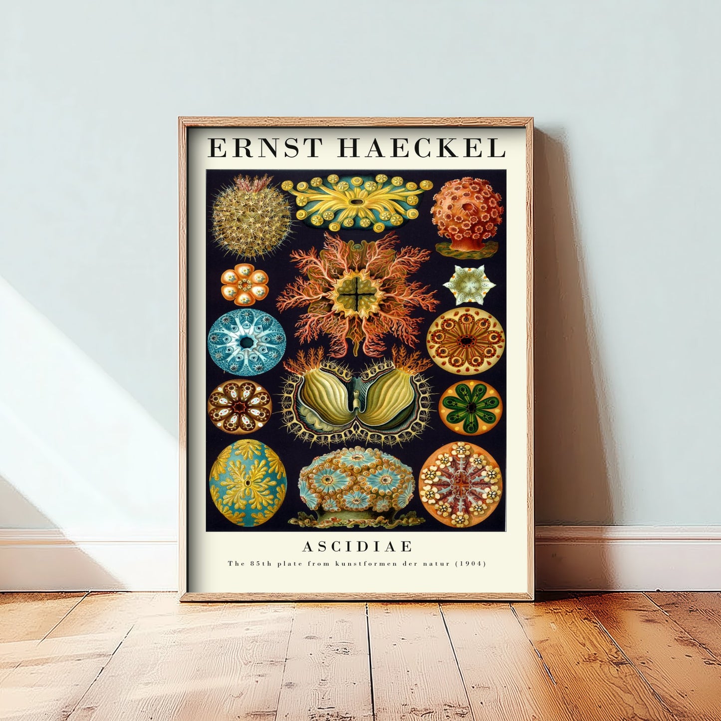 Sea Squirts Art Print - Ernst Haeckel Poster - Ascidiae Tunicates Plate 85 - Art Forms in Nature Illustration