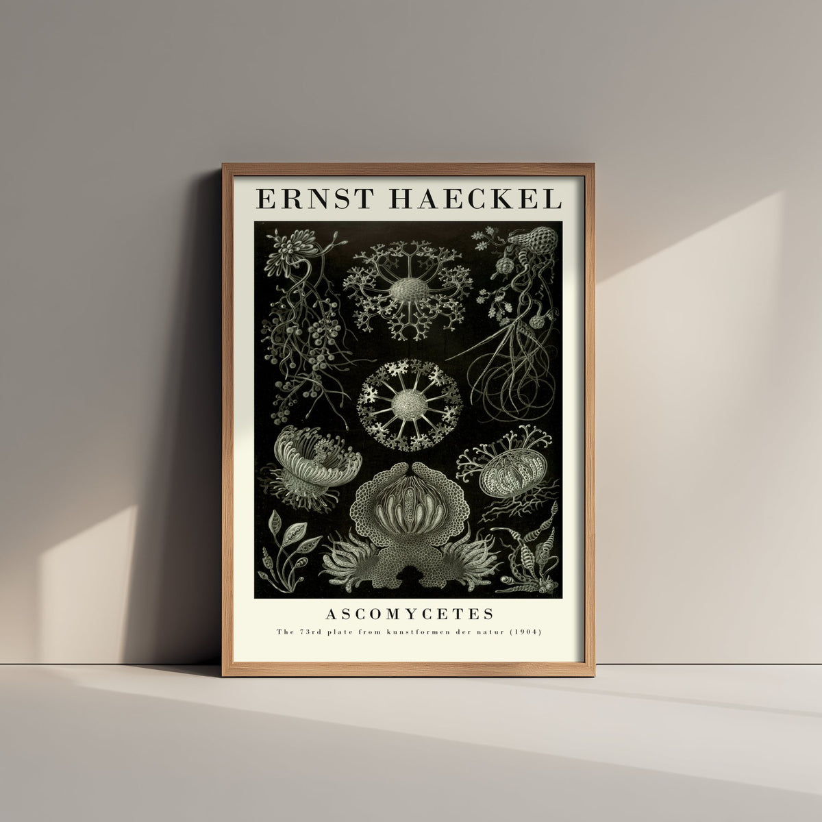 Fungi Art Print - Ernst Haeckel Poster - Ascomycetes Plate 73 - Art Forms in Nature Vintage Illustration