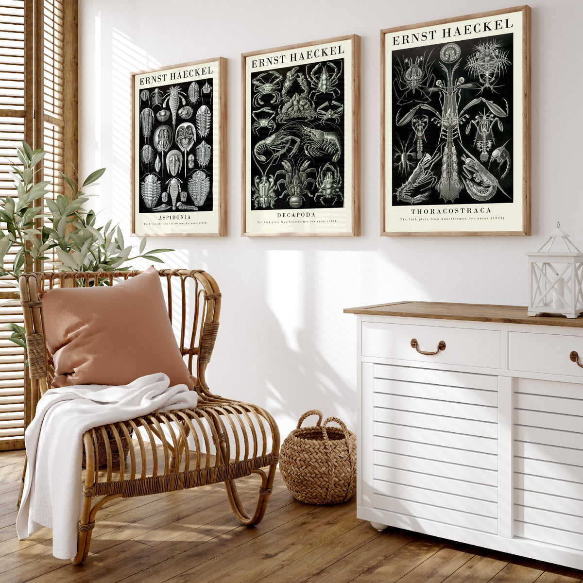 Ernst Haeckel Set of Three Gallery Art Prints - 3 Horseshoe Crab Lobster Shrimp Posters - Vintage Natural History Illustration
