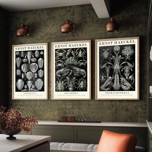 Ernst Haeckel Set of Three Gallery Art Prints - 3 Horseshoe Crab Lobster Shrimp Posters - Vintage Natural History Illustration