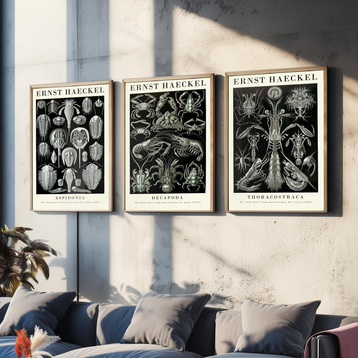 Ernst Haeckel Set of Three Gallery Art Prints - 3 Horseshoe Crab Lobster Shrimp Posters - Vintage Natural History Illustration