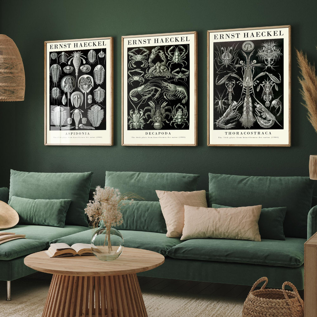 Ernst Haeckel Set of Three Gallery Art Prints - 3 Horseshoe Crab Lobster Shrimp Posters - Vintage Natural History Illustration
