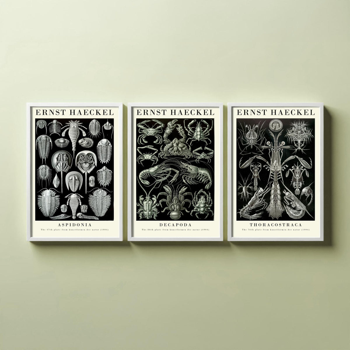 Ernst Haeckel Set of Three Gallery Art Prints - 3 Horseshoe Crab Lobster Shrimp Posters - Vintage Natural History Illustration
