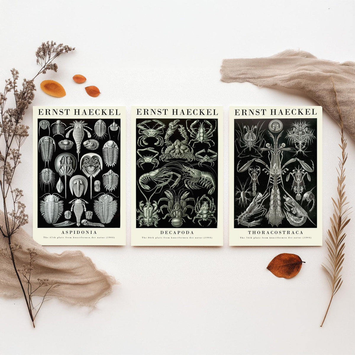 Ernst Haeckel Set of Three Gallery Art Prints - 3 Horseshoe Crab Lobster Shrimp Posters - Vintage Natural History Illustration