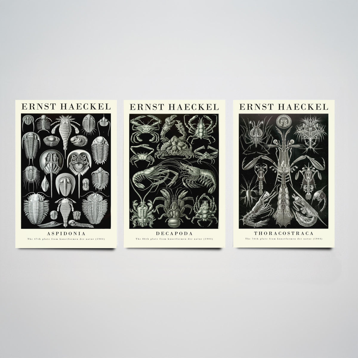 Ernst Haeckel Set of Three Gallery Art Prints - 3 Horseshoe Crab Lobster Shrimp Posters - Vintage Natural History Illustration