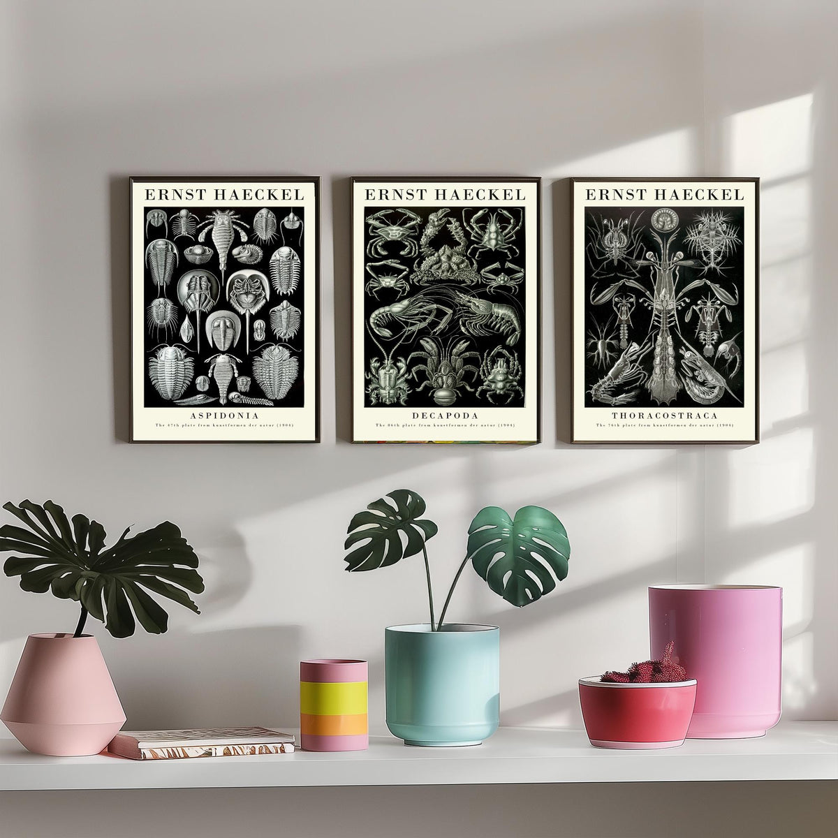 Ernst Haeckel Set of Three Gallery Art Prints - 3 Horseshoe Crab Lobster Shrimp Posters - Vintage Natural History Illustration