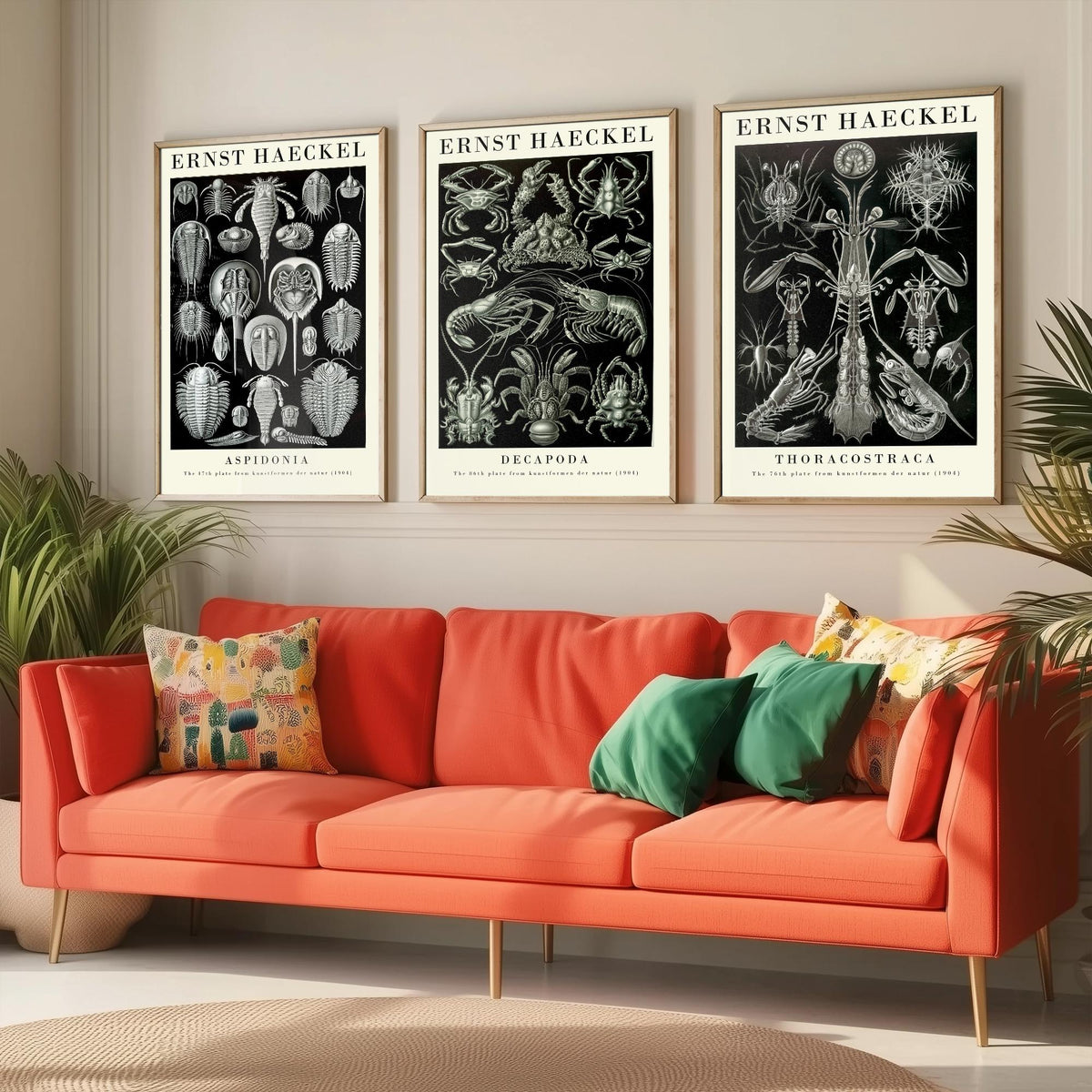 Ernst Haeckel Set of Three Gallery Art Prints - 3 Horseshoe Crab Lobster Shrimp Posters - Vintage Natural History Illustration