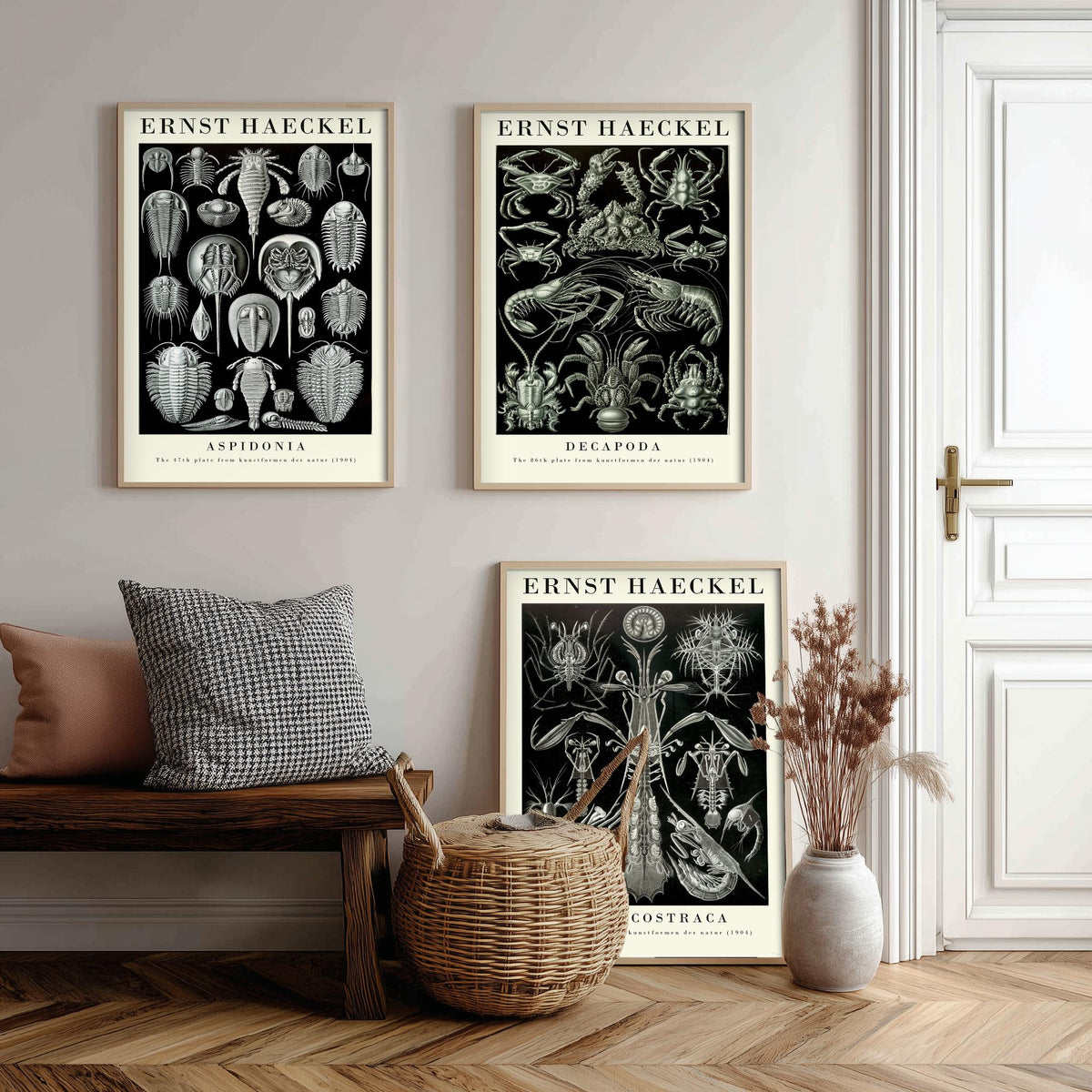 Ernst Haeckel Set of Three Gallery Art Prints - 3 Horseshoe Crab Lobster Shrimp Posters - Vintage Natural History Illustration