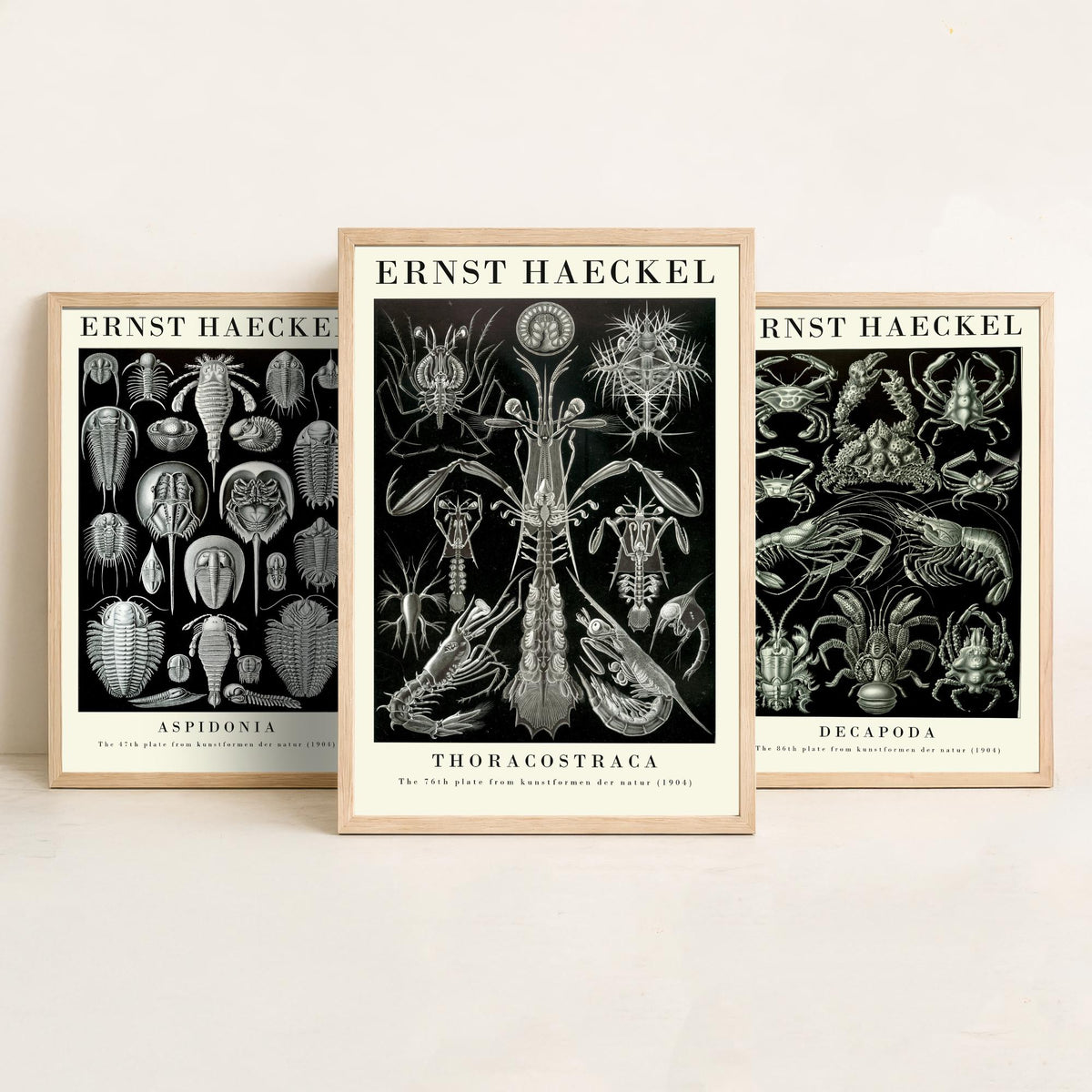 Ernst Haeckel Set of Three Gallery Art Prints - 3 Horseshoe Crab Lobster Shrimp Posters - Vintage Natural History Illustration