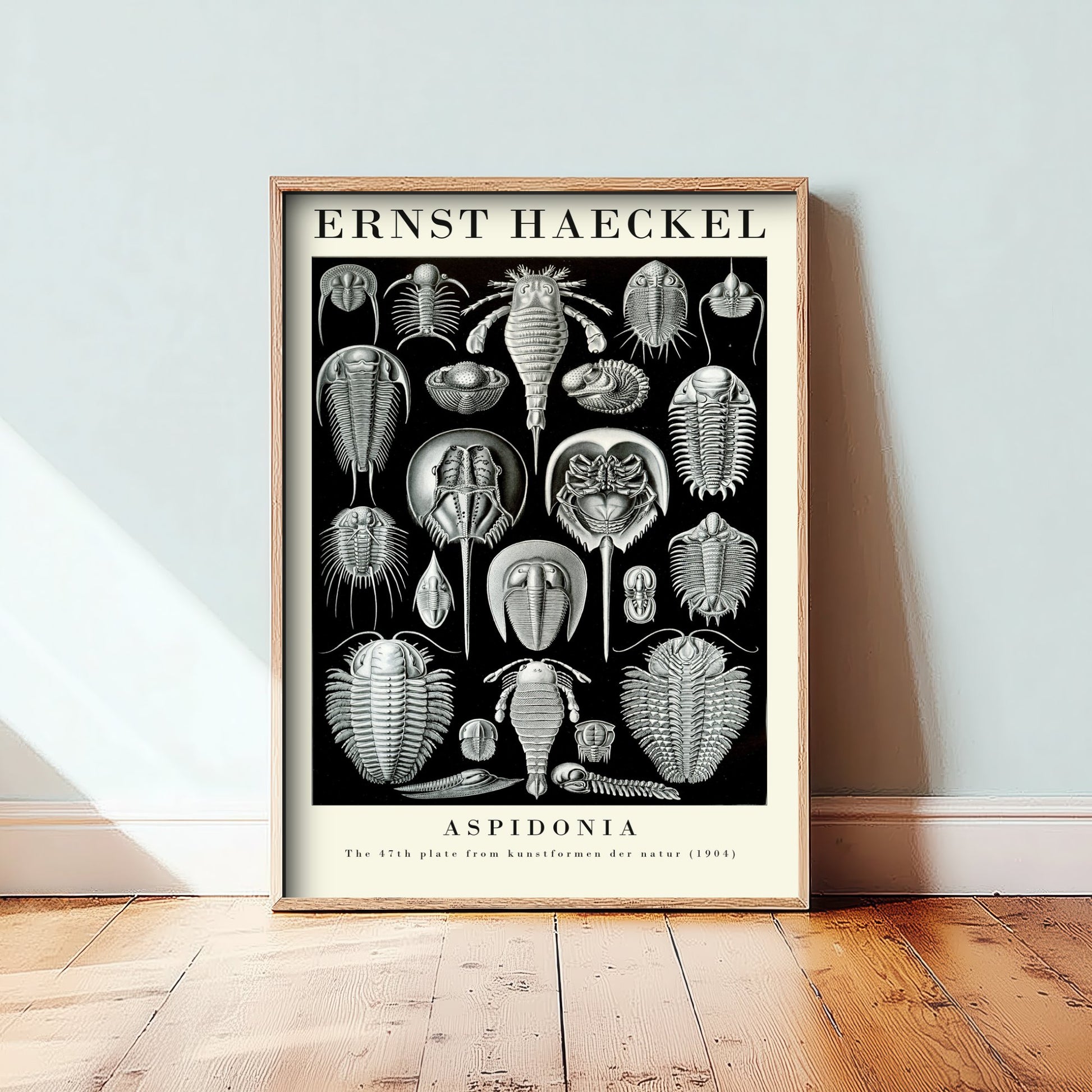 Horseshoe Crab Art Print - Ernst Haeckel Poster - Aspidonia Plate 47 - Art Forms in Nature Vintage Illustration