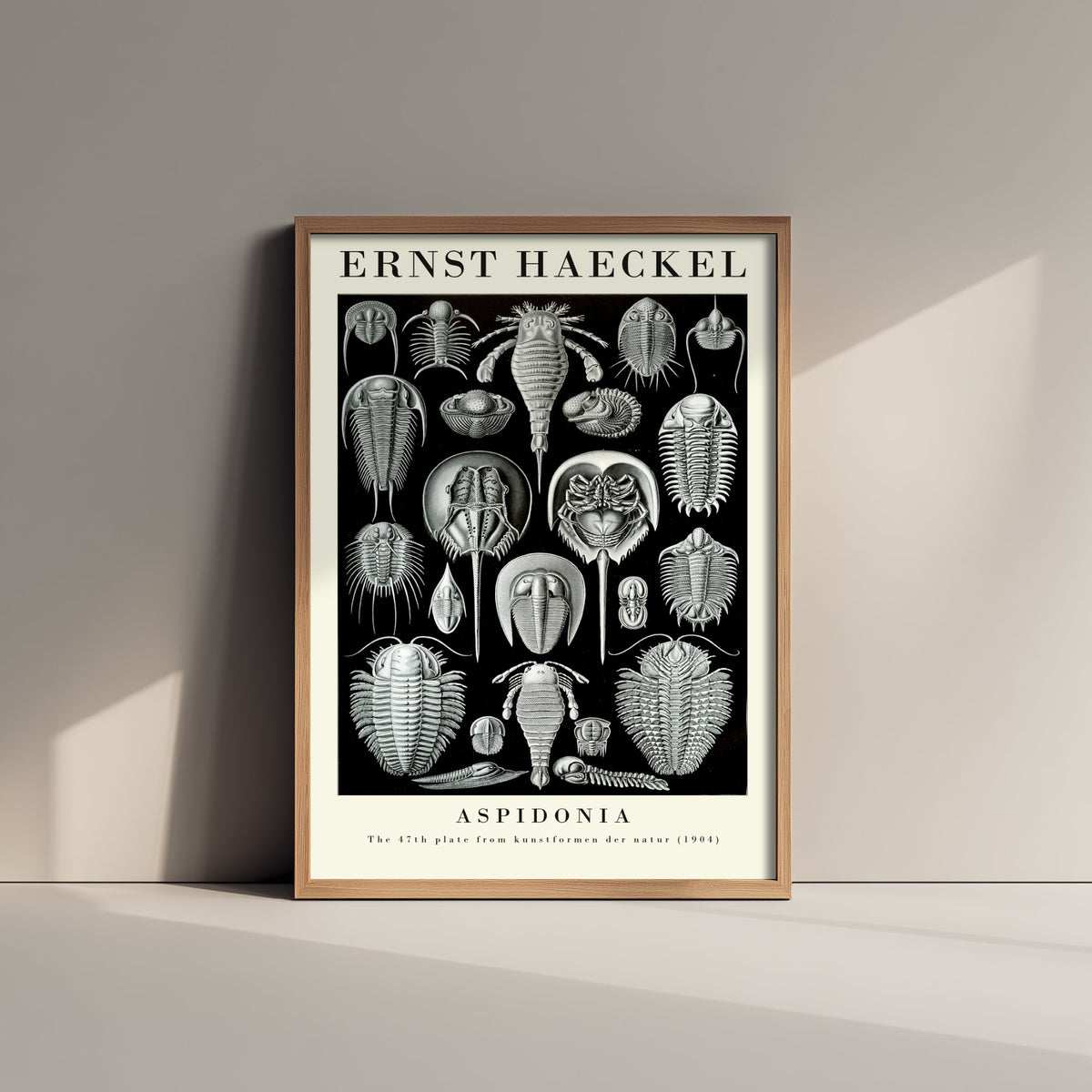 Horseshoe Crab Art Print - Ernst Haeckel Poster - Aspidonia Plate 47 - Art Forms in Nature Vintage Illustration