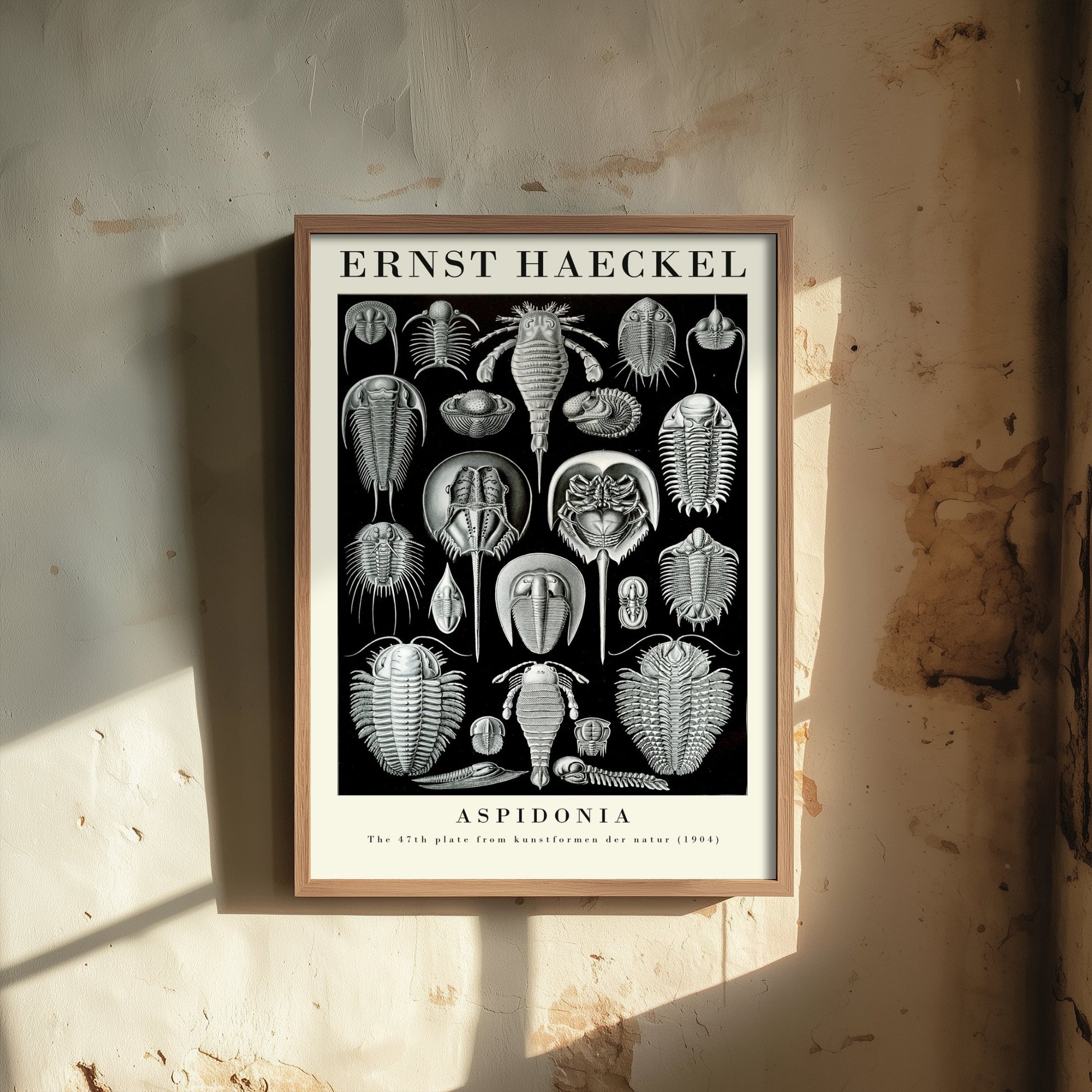 Horseshoe Crab Art Print - Ernst Haeckel Poster - Aspidonia Plate 47 - Art Forms in Nature Vintage Illustration