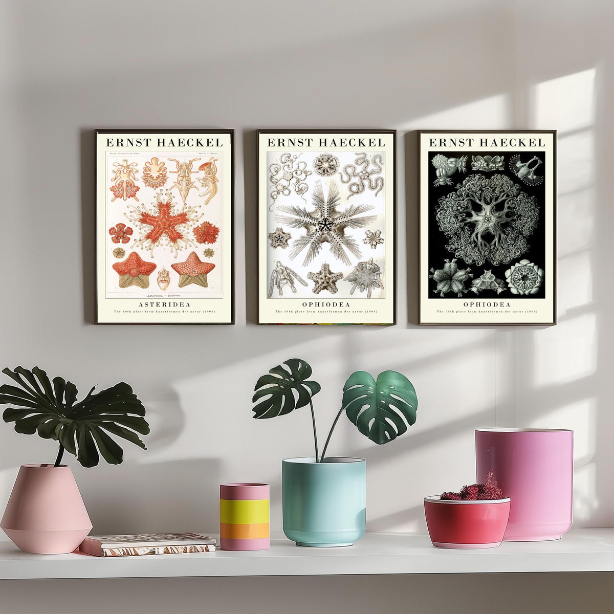 Ernst Haeckel Set of Three Gallery Art Prints - 3 Starfish Brittle Star Sea Star Posters - Vintage Natural History Illustration