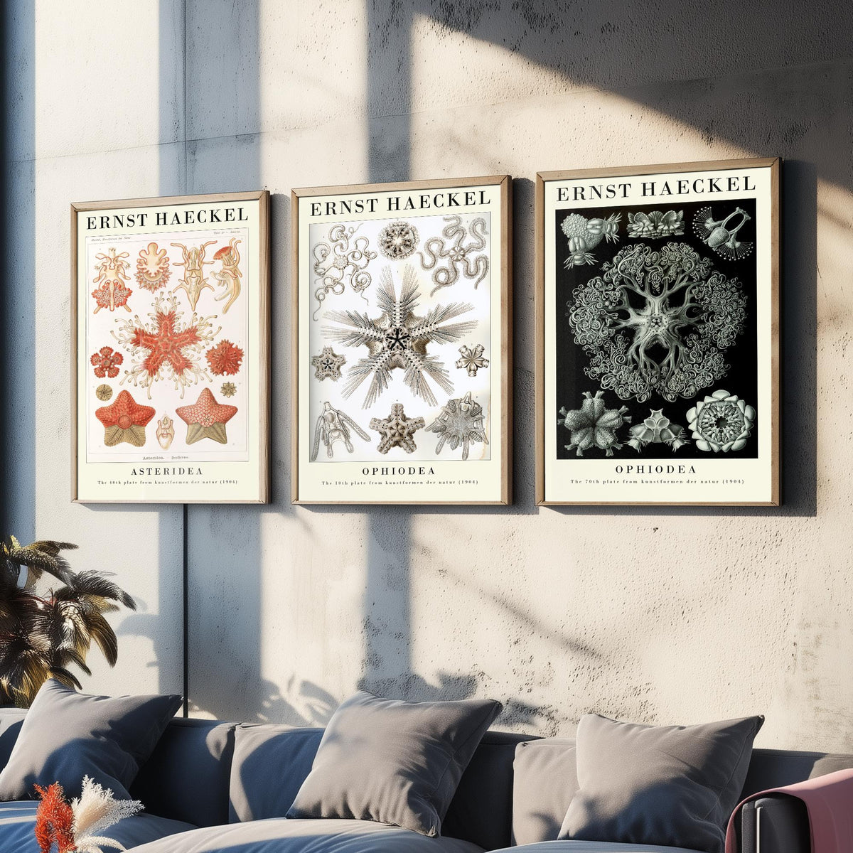 Ernst Haeckel Set of Three Gallery Art Prints - 3 Starfish Brittle Star Sea Star Posters - Vintage Natural History Illustration