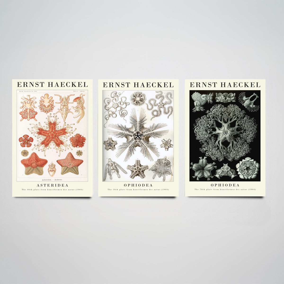 Ernst Haeckel Set of Three Gallery Art Prints - 3 Starfish Brittle Star Sea Star Posters - Vintage Natural History Illustration