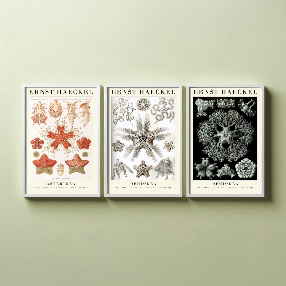Ernst Haeckel Set of Three Gallery Art Prints - 3 Starfish Brittle Star Sea Star Posters - Vintage Natural History Illustration