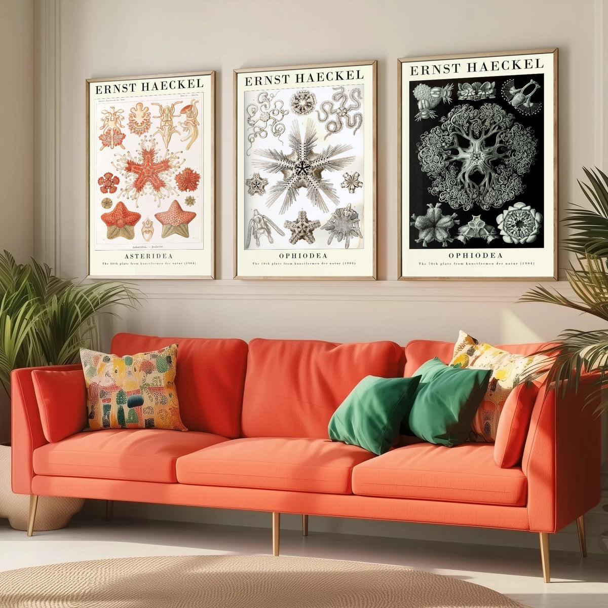 Ernst Haeckel Set of Three Gallery Art Prints - 3 Starfish Brittle Star Sea Star Posters - Vintage Natural History Illustration