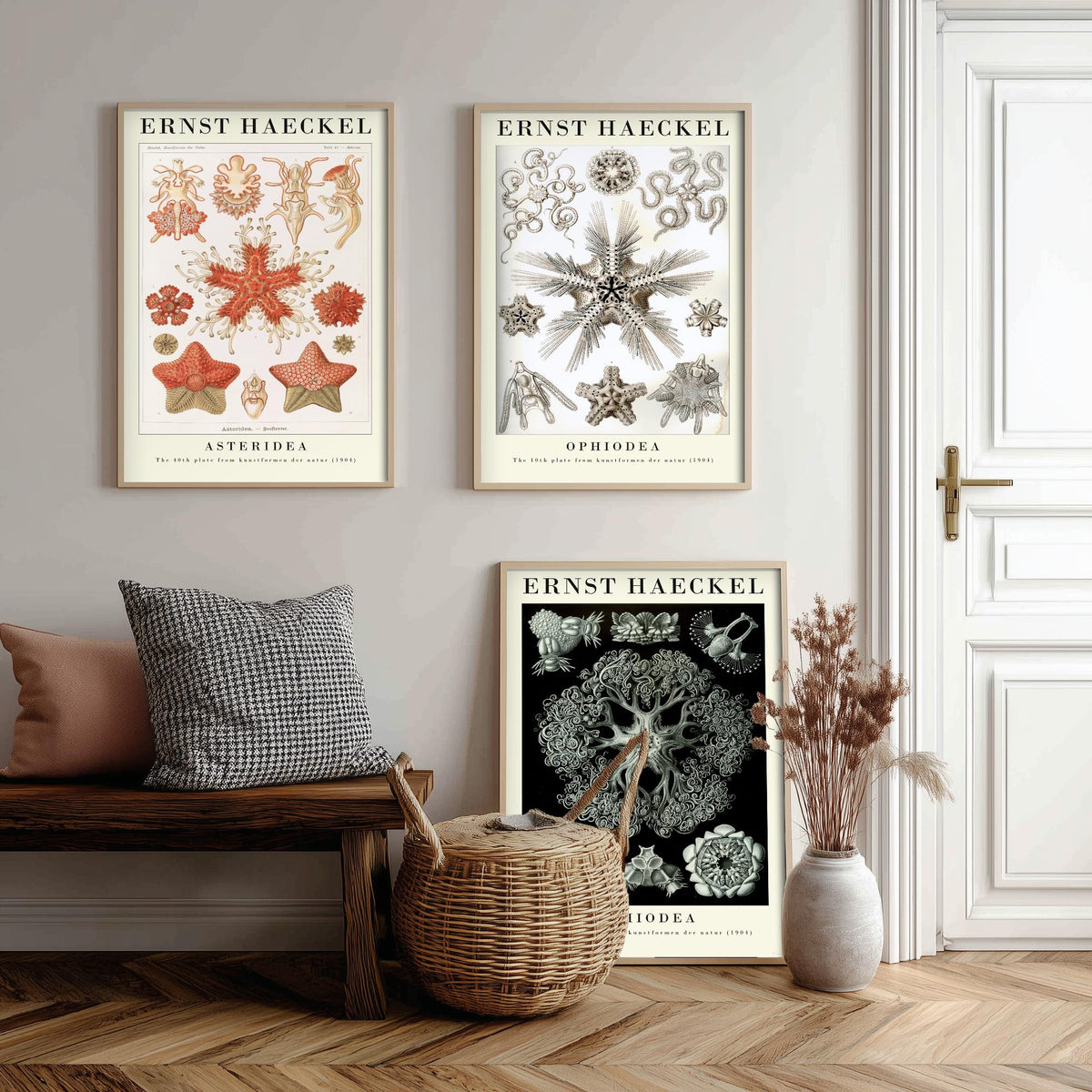 Ernst Haeckel Set of Three Gallery Art Prints - 3 Starfish Brittle Star Sea Star Posters - Vintage Natural History Illustration