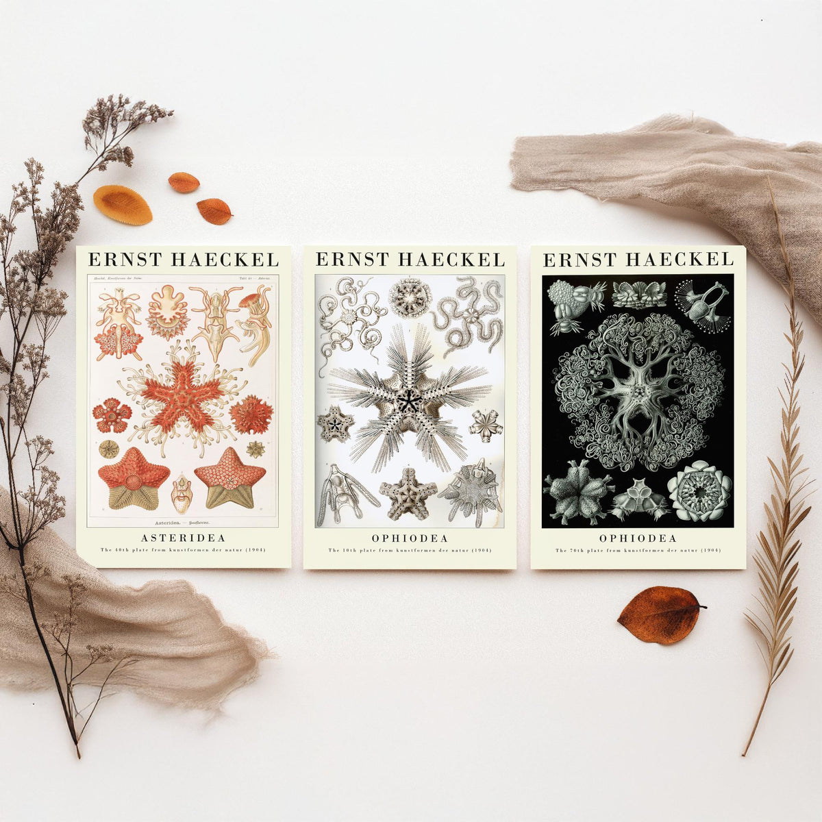 Ernst Haeckel Set of Three Gallery Art Prints - 3 Starfish Brittle Star Sea Star Posters - Vintage Natural History Illustration