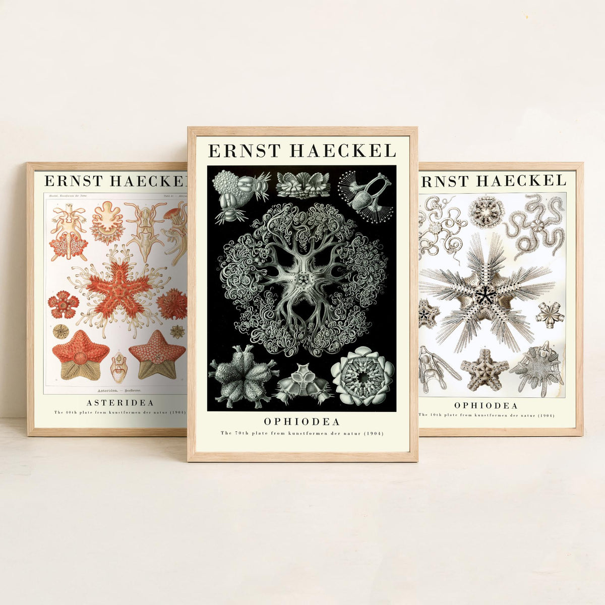 Ernst Haeckel Set of Three Gallery Art Prints - 3 Starfish Brittle Star Sea Star Posters - Vintage Natural History Illustration