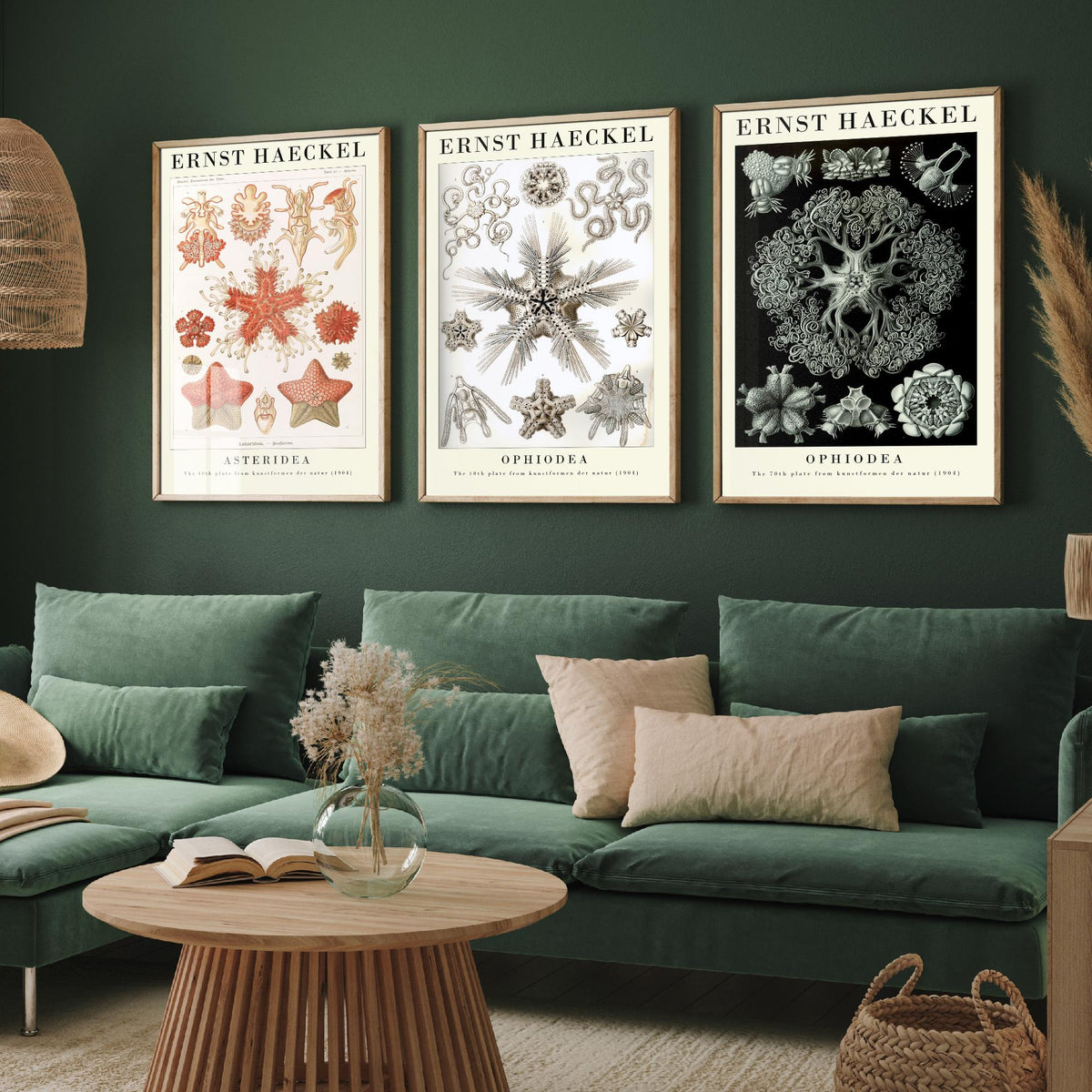 Ernst Haeckel Set of Three Gallery Art Prints - 3 Starfish Brittle Star Sea Star Posters - Vintage Natural History Illustration