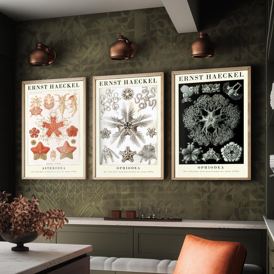 Ernst Haeckel Set of Three Gallery Art Prints - 3 Starfish Brittle Star Sea Star Posters - Vintage Natural History Illustration