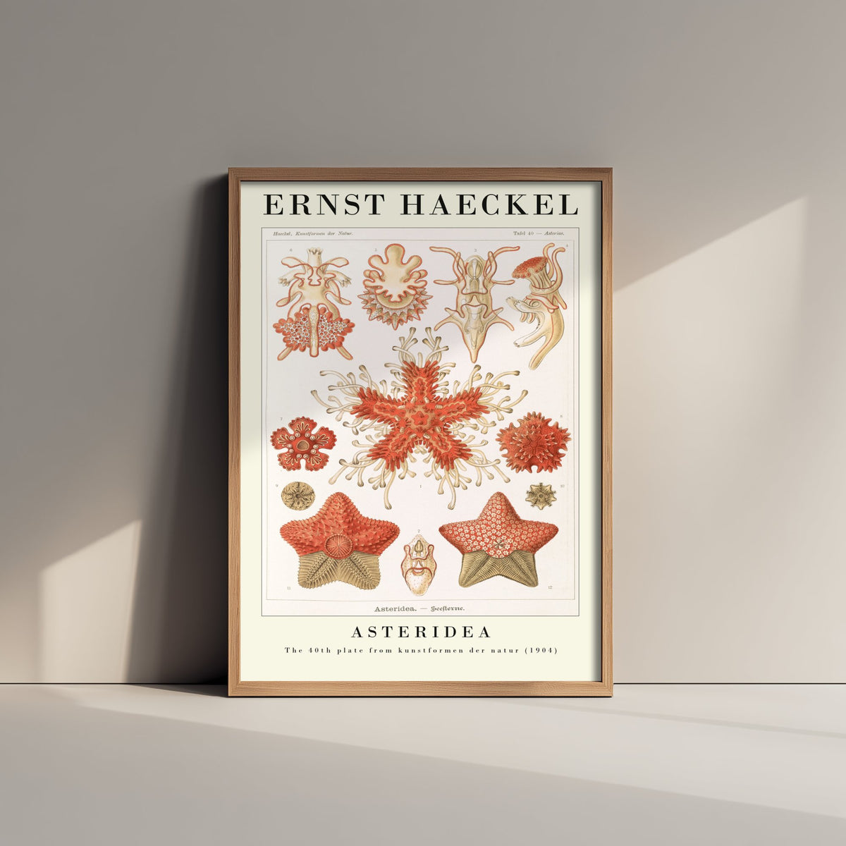 Starfish Art Print - Ernst Haeckel Poster - Asteridea Plate 40 - Art Forms in Nature Vintage Illustration