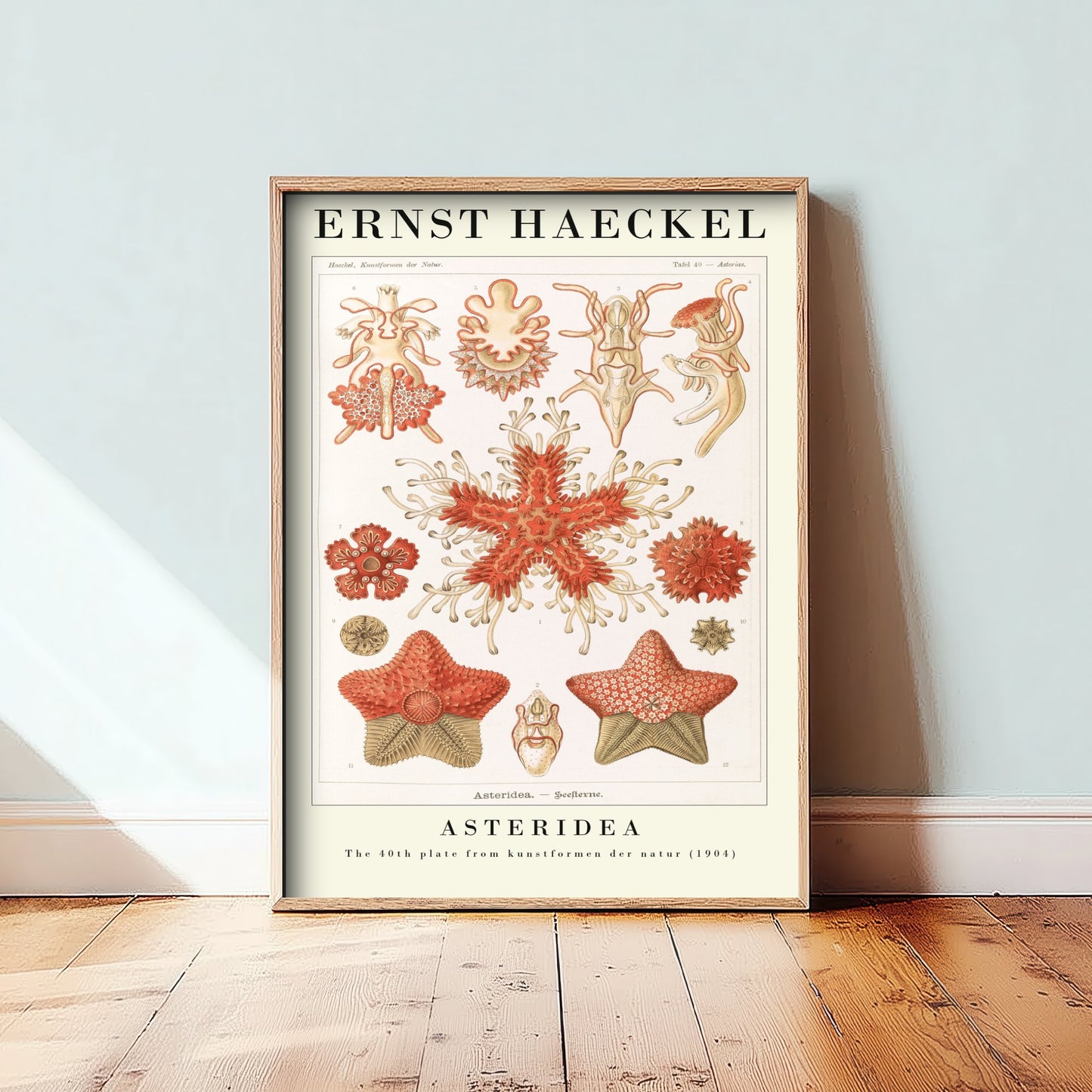 Starfish Art Print - Ernst Haeckel Poster - Asteridea Plate 40 - Art Forms in Nature Vintage Illustration
