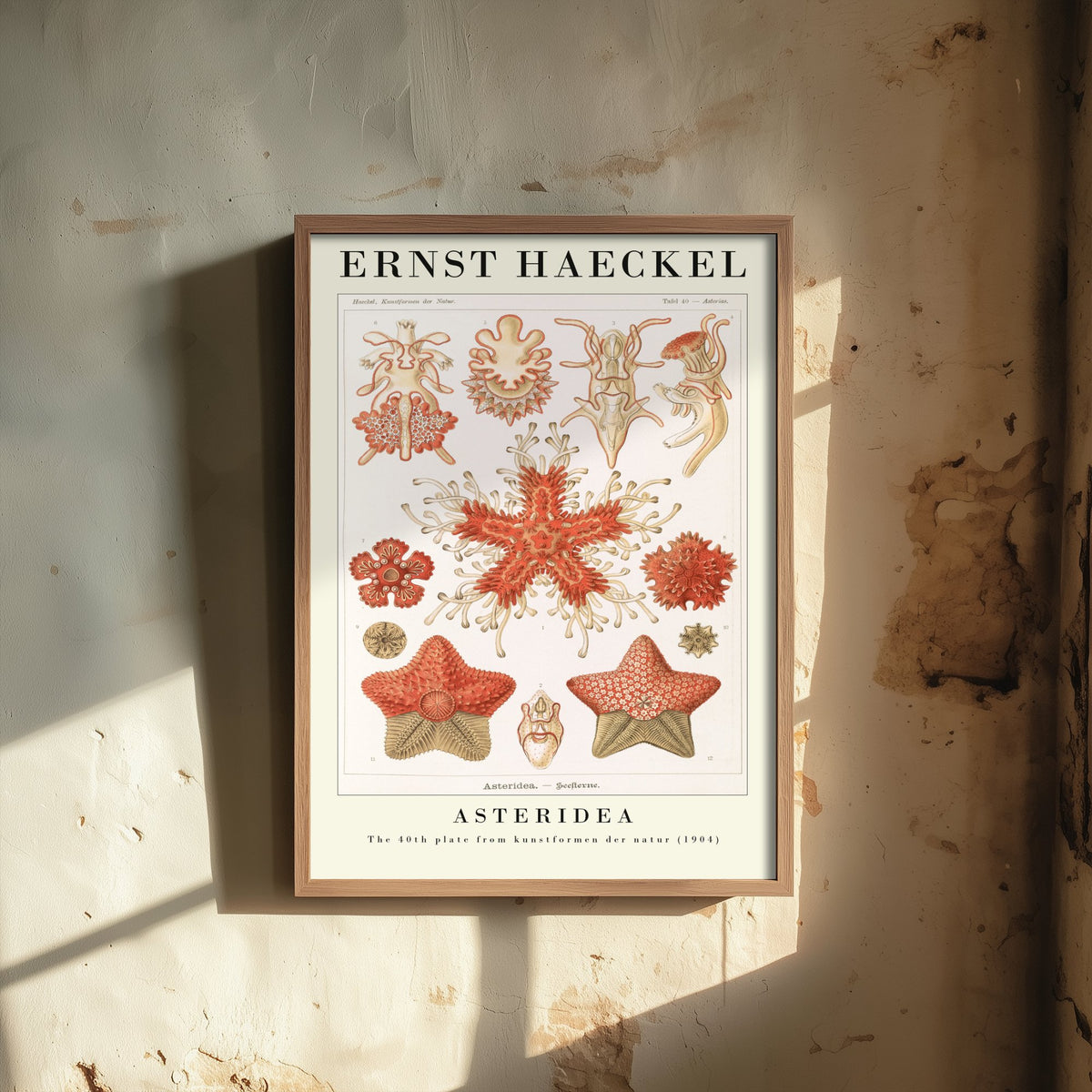 Starfish Art Print - Ernst Haeckel Poster - Asteridea Plate 40 - Art Forms in Nature Vintage Illustration